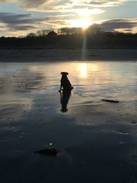 Sun shining over sea