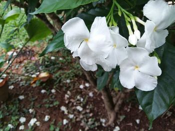 Close-up of white flowers