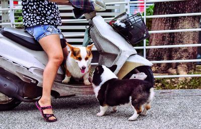 Low section of woman with dog standing in car