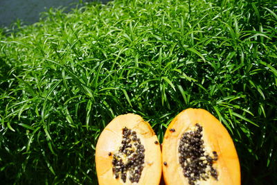 High angle view of orange fruit growing on plant