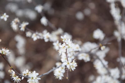 Close-up of white cherry blossom tree