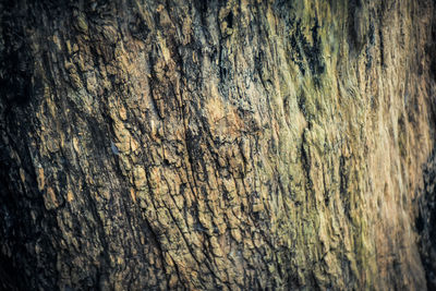 Full frame shot of tree trunk