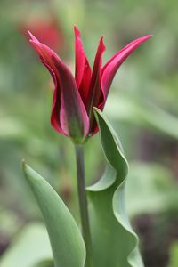 Close-up of pink flower