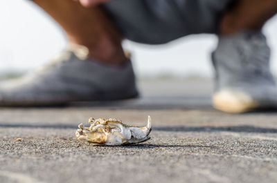 Low section of person sitting by dead animal on street