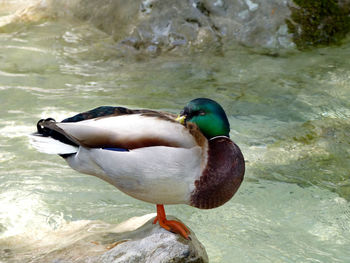 High angle view of mallard duck perching on rock against river