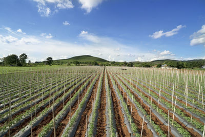 Scenic view of agricultural field against sky