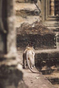 Monkeys in a temple