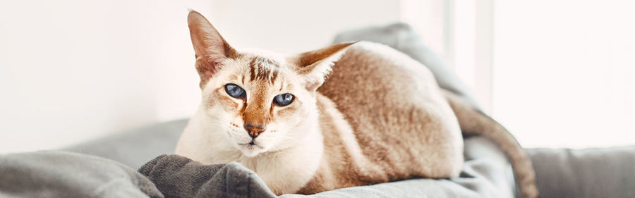 Blue-eyed oriental cat lying on couch sofa looking at camera. fluffy domestic pet with blue eyes 