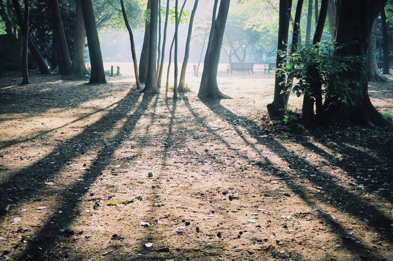 Light and shadow