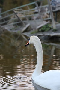 Swan floating on lake