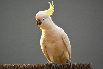 Close-up of yellow-crested cockatoo perching outdoors