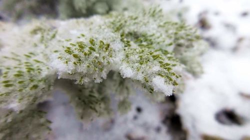 Close-up of white flowers