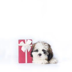 Portrait of a dog against white background