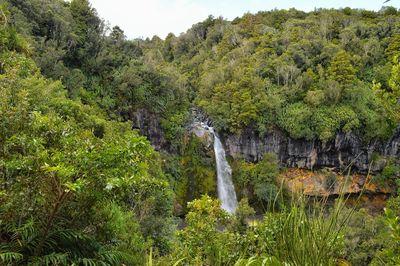 Scenic view of forest