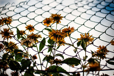 Low angle view of flowers growing by fence