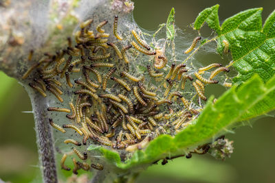 Close-up of insect on plant