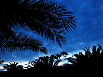 Low angle view of silhouette palm trees against sky at night
