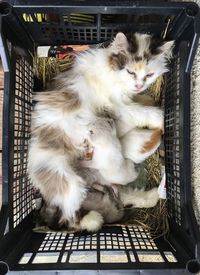 High angle view of cat sitting on floor