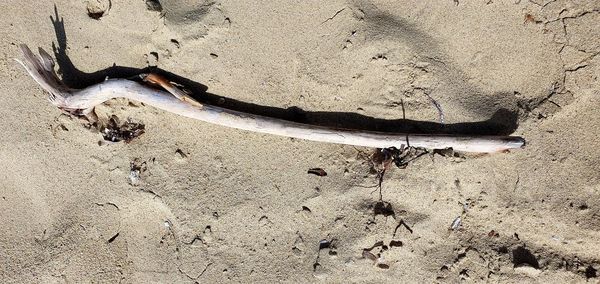 High angle view of lizard on sand