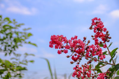 Close-up of flowers on tree