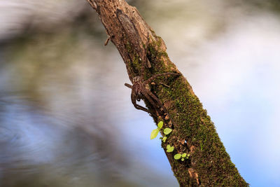 Pregnant fishing spider dolomedes tenebrosus perches on a piece of wood above the water 