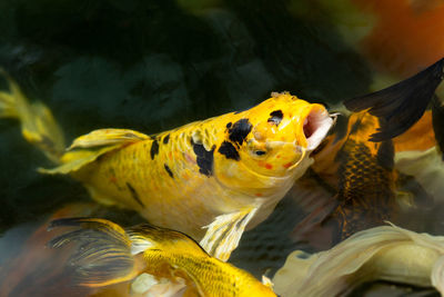 Close-up of fish swimming in sea