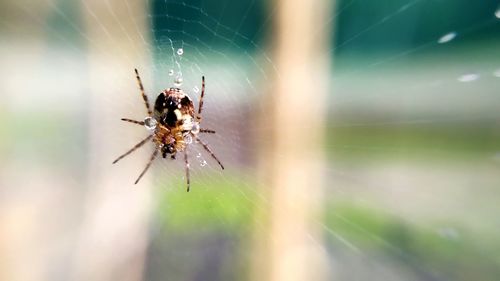 Close-up of spider on web