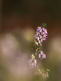 Close-up of purple flowering plant