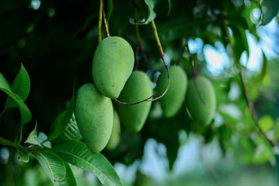 Close-up of fruit growing on tree