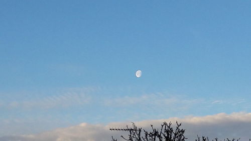 Low angle view of moon and tree against blue sky