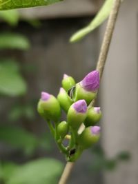 Close-up of purple flowering plant