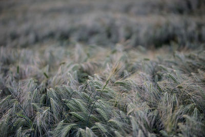 High angle view of barley growing on field