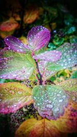 Close-up of water drops on leaves