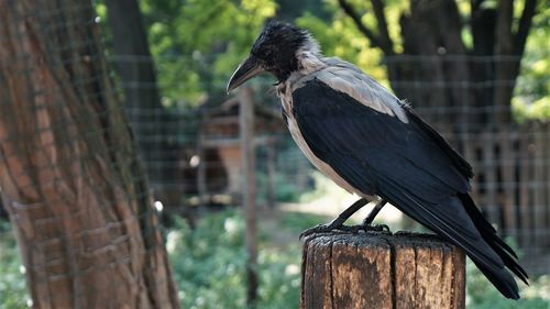 Close-up of bird perching on wooden post