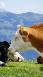 Close-up of  cow