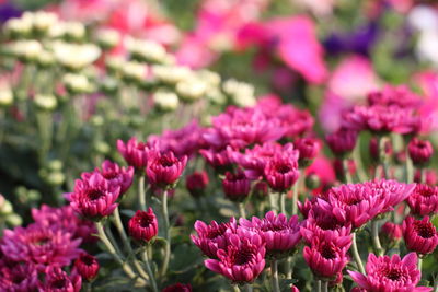 Close-up of pink flowers on field