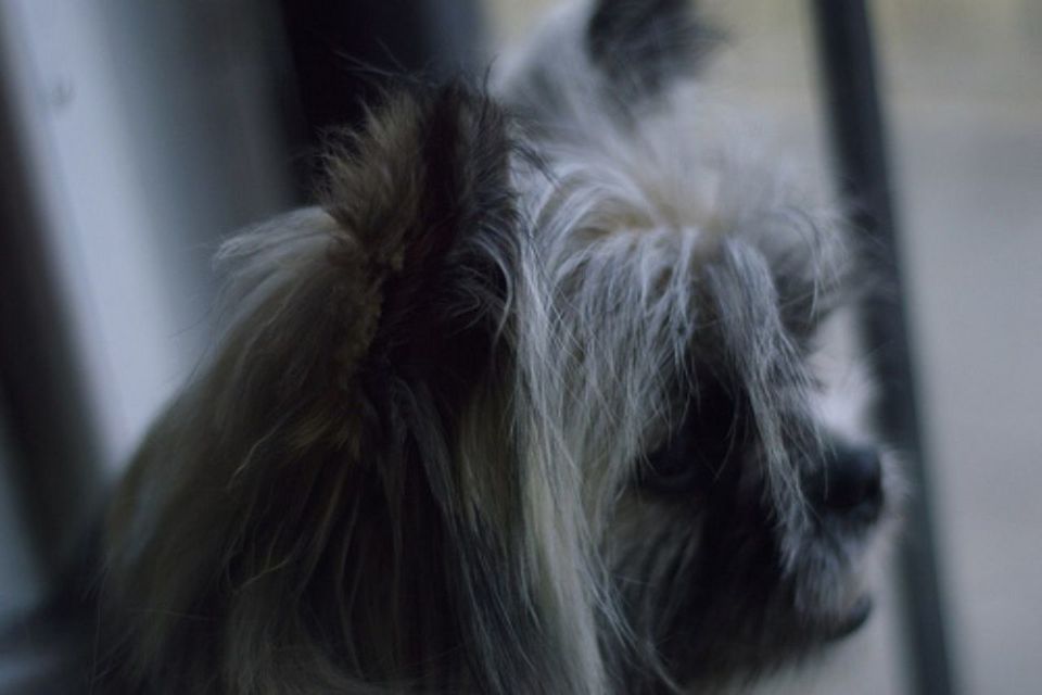 indoors, animal themes, one animal, domestic animals, pets, mammal, dog, animal hair, close-up, home interior, focus on foreground, selective focus, animal head, animal body part, home, no people, window, day, rear view, relaxation