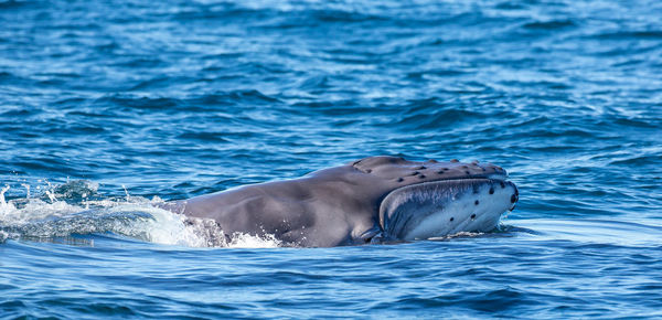 Humpback whale calf emerging from water, megaptera novaeangliae, anakao, madagascar