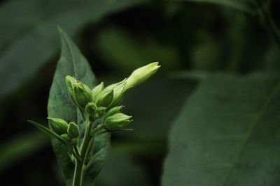 Close-up of flower buds growing outdoors