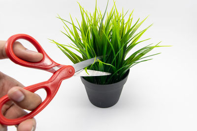 Close-up of hand holding potted plant against white background