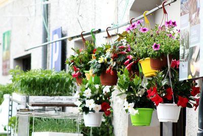 Close-up of potted plant