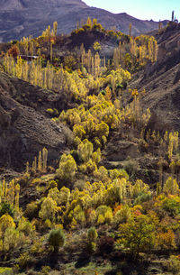 High angle view of trees and mountains