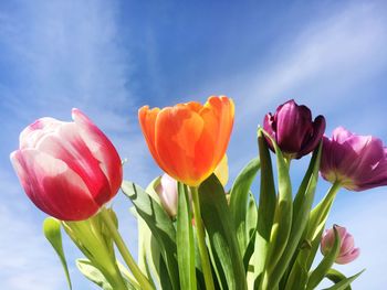 Close-up of pink tulips against sky