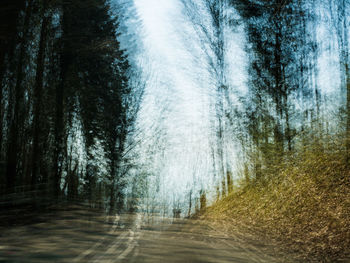 Road amidst trees in forest