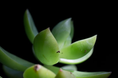 Close-up of flower against black background