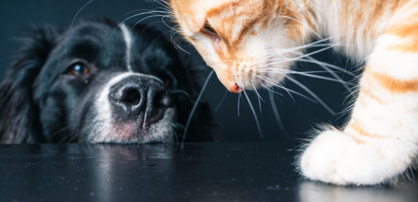Close-up of a dog with cat