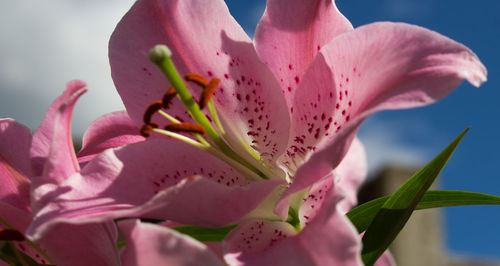 Close-up of pink flowers blooming in back yard