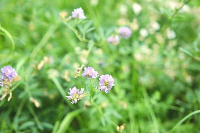 Close-up of flowers blooming outdoors