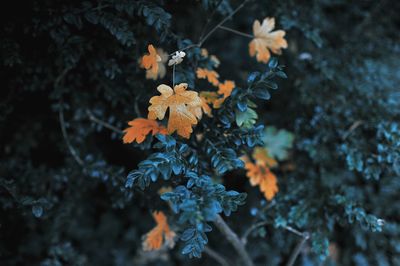 Close-up of orange flowering plant