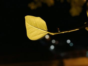 Close-up of leaf during autumn